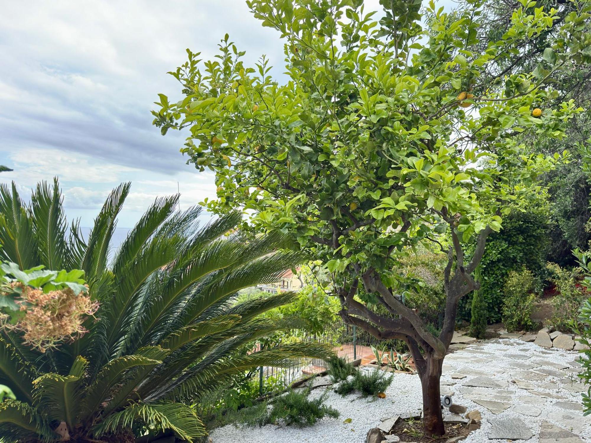 Villa Cielo Costarainera Exteriér fotografie